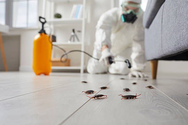 Commercial Rodent Management in Avilla